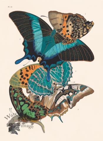 Seguy Butterfly 13